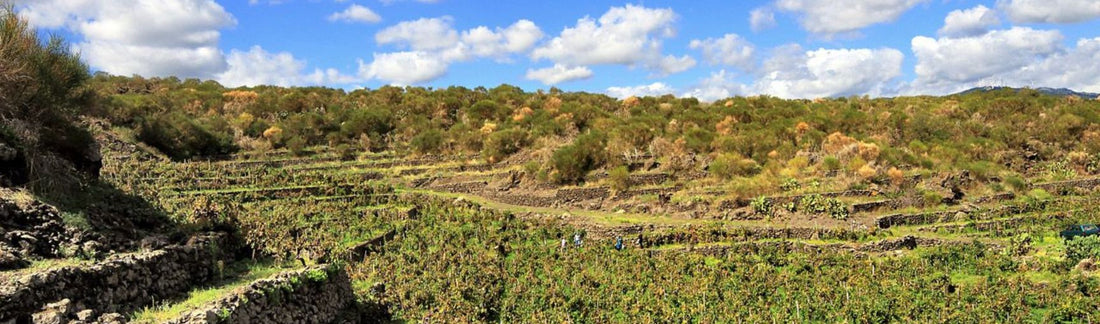 Special offer rosé: 2020 Etna Rosato, Tenute Bosco