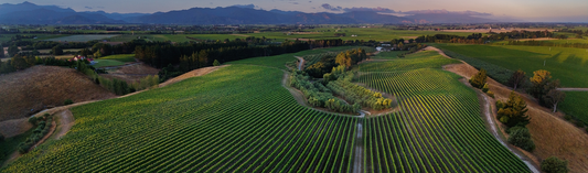 2021 Dog Point Chardonnay - They've only gone and done it again