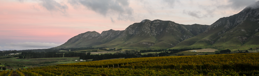 Remarkable single vineyard Pinot Noir and Chardonnay from Hannes Storm
