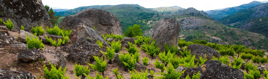 2021 Rozas 1er Cru, Comando G 