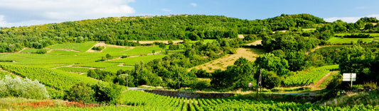 Domaine Latour-Giraud - one of the best kept secrets in Meursault