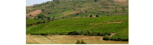 2020 Castro Ventosa, Valtuille, Cepas Centenarias