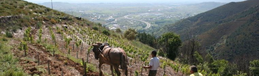 Two out of two: Another stunning Bierzo from Luna Beberide