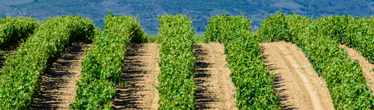 New wine, familiar name  2020 Chateauneuf-du-Pape, Domaine Porte Rouge