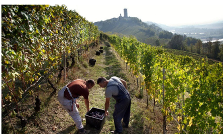 2021 Albino Rocca Barbaresco, Ovello, Vigna Loreto