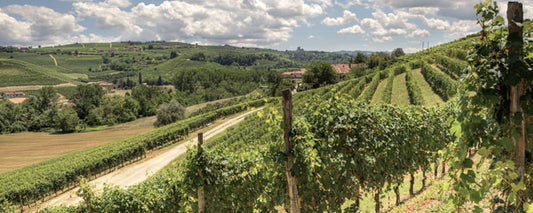 2019 Langhe Nebbiolo, Renato Corino - a gem of a wine for drinking on release