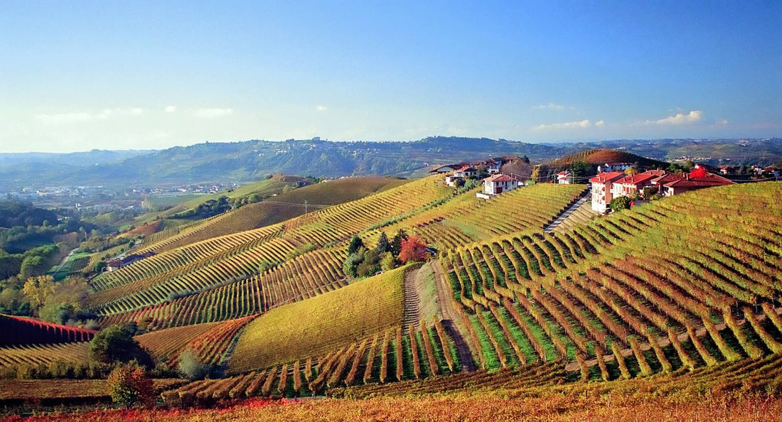 2019 Barbaresco, Rabajà, Guiseppe Cortese - A beautiful single vineyard Barbaresco to rival the 2016