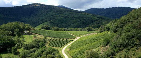 Champagne from Egly-Ouriet - some of the best money can buy