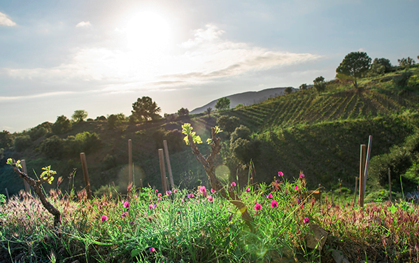 2019 Laurel, Clos I Terrasses from Priorat - Hard to believe this is a second wine