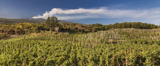 2019 Etna Rosso, 'Contrada Monte Serra', Benanti : class and distinction from the slopes of Etna