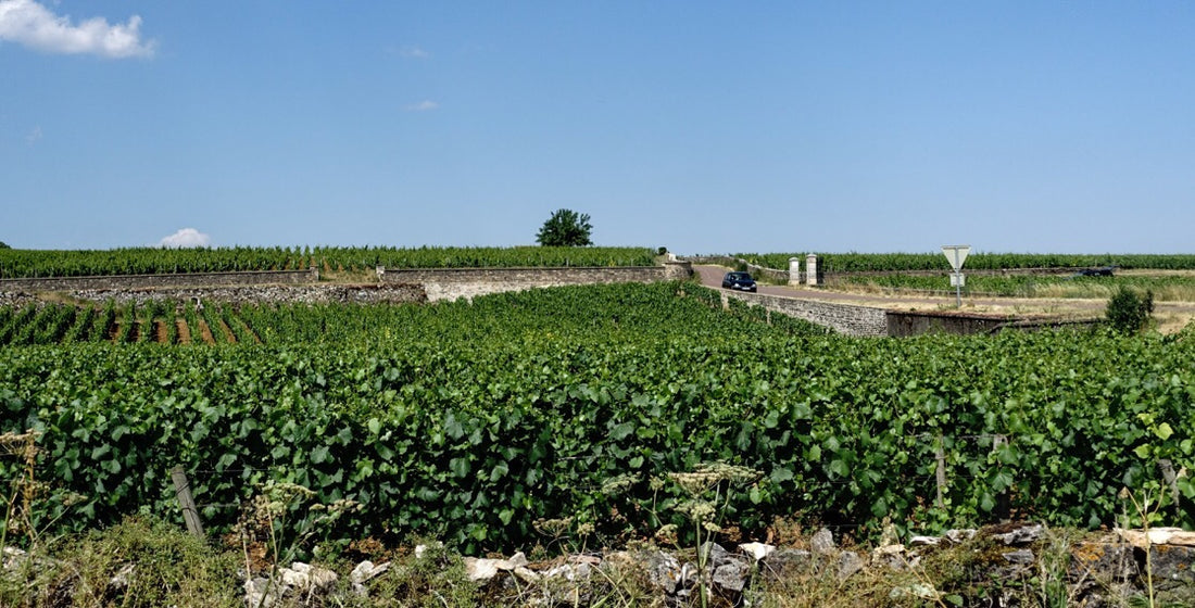 Domaine Darviot Perrin 2015