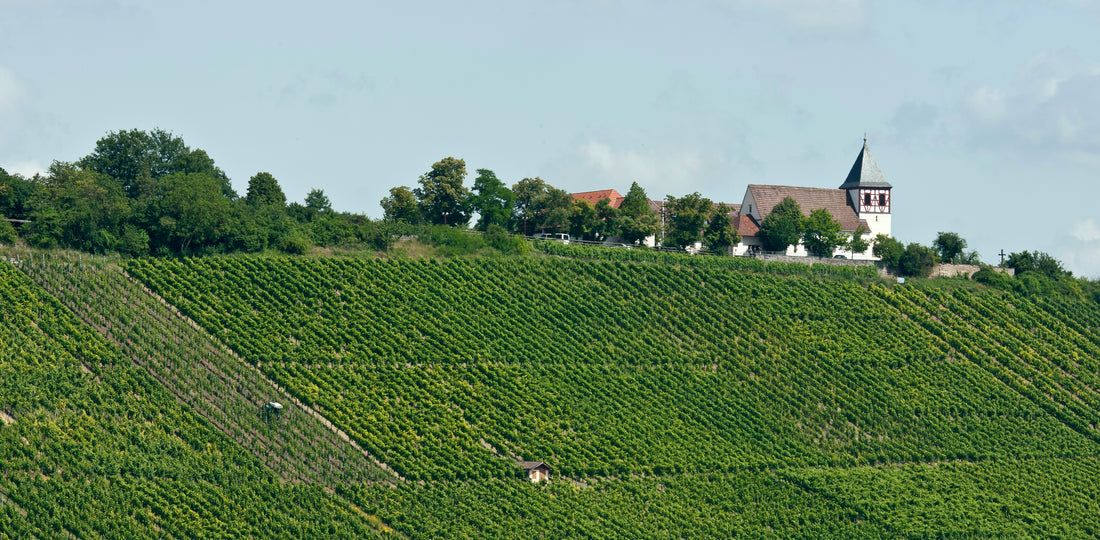 2018s from Weingut Dautel - high-class German Pinot Noir