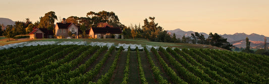 2018 Dog Point : A serious NZ Chardonnay