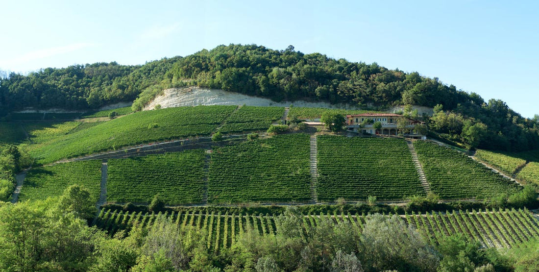 NEW RELEASES : Two exceptional Barolo - 2019 Casa Matè and Chiniera from Grasso