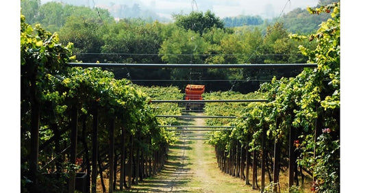 2018 Carema, Etichetta Bianca from Ferrando: 'The leading producer of this tiny appellation' - AG