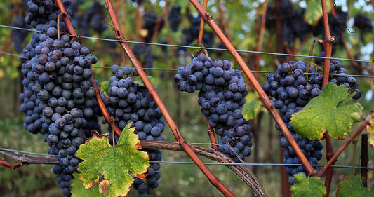 2018 Guardasole, Boca - A beguiling bargain from Piemonte