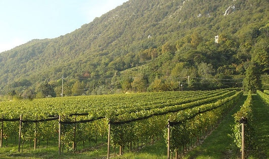 2016 Schioppettino, Monte dei Carpini - another knockout from north-eastern Italy