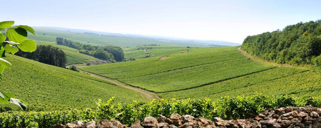 Louis Jadot 2018