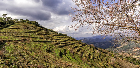 A Spanish rival to the very best Southern Rhône - 2016 Mas d'en Caçador, Nin-Ortiz