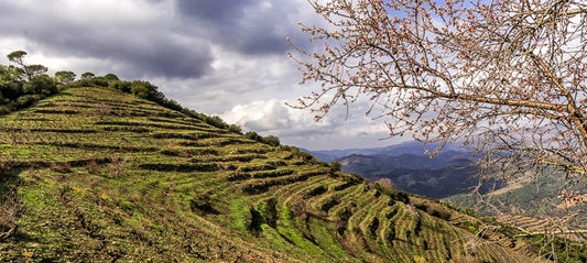 2017 Terra Vermella, Nin-Ortiz - an off-piste, highly individual Spanish white and something of a bargain