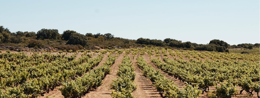 Three unfamiliar words: Bobal, Pino, Ponce - a strikingly elegant Spanish red