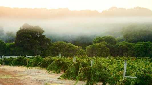 NEW RELEASES: 2020 Cabernet Sauvignon, Moss Wood - 'A Goldilocks wine?'