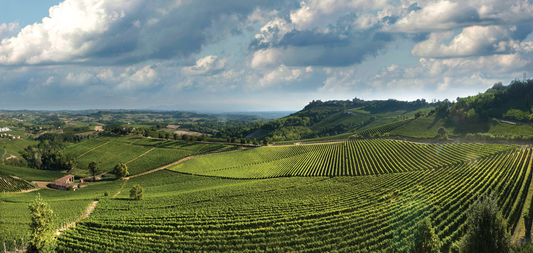 2020 Timorasso Derthona, Vigneti Massa - Every home should have some