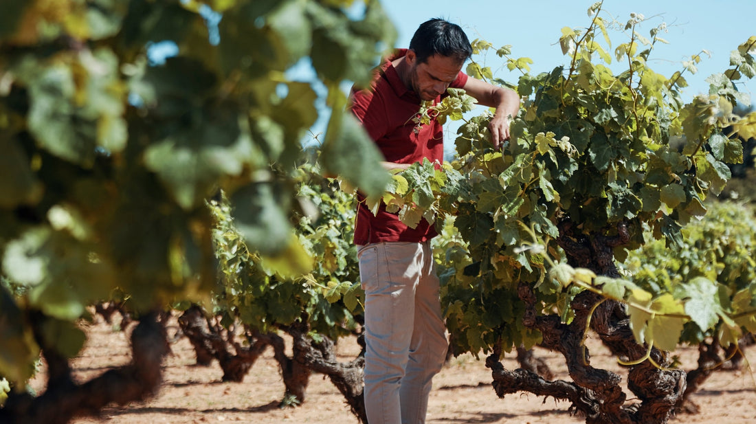 2020 Ponce, Bodegas y Viñedos Ponce : 'One of the finest wines in central Spain'