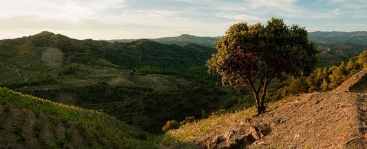 2015 Priorat, Partida Bellvisos - A small production gem from north-eastern Spain