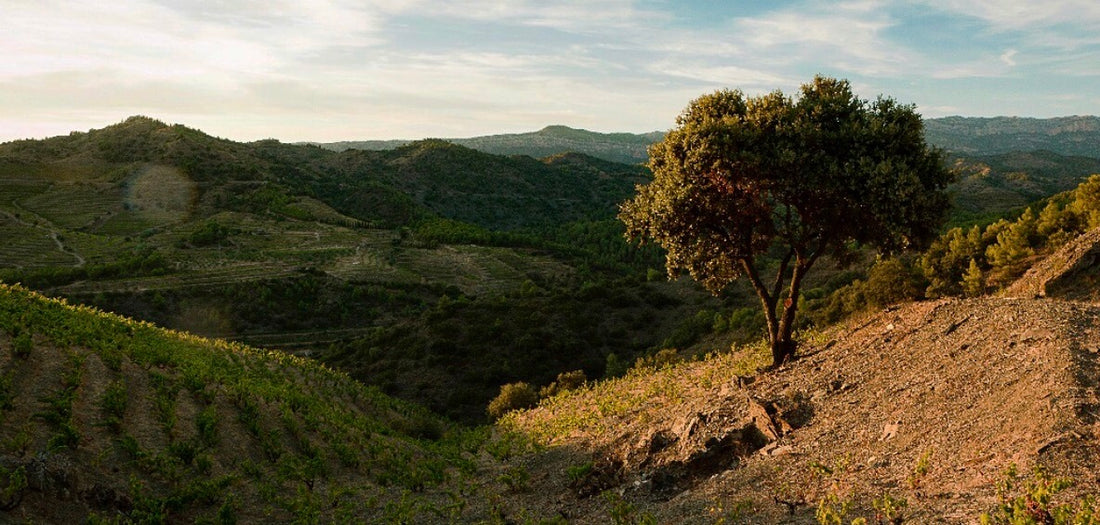 2018 Partida Pedrer Rosat - a remarkable, rare and distinctive rosé