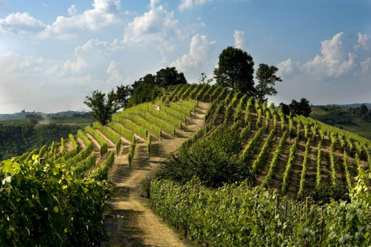 NEW RELEASES: Two Piemontese whites from Vietti: 2022 Roero Arneis and 2021 Timorasso