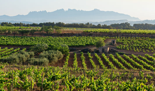 Another outstanding example from Recaredo : 2016 Serral del Vell