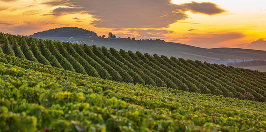 NEW RELEASE : 2011 Taittinger, Comtes de Champagne, Blanc de Blancs