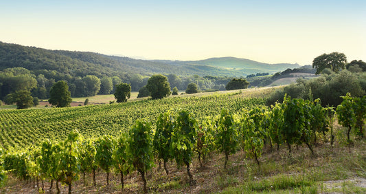 NEW RELEASE : 2016 Vino Nobile di Montepulciano 'Salco' Salcheto - certainly some of the 2016 magic here