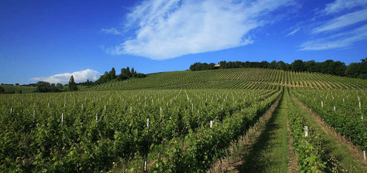 Three ready drinking Italian whites