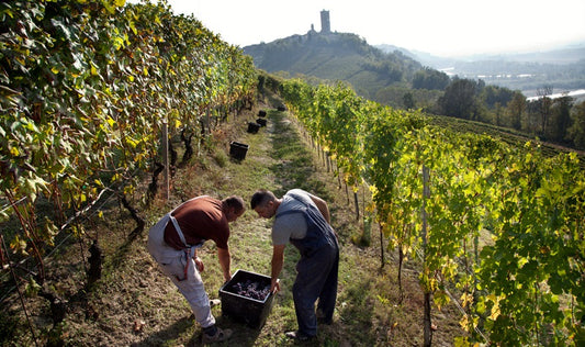 2019 Barbaresco, Albino Rocca - 'Gracious, understated Barbarescos'