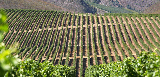 Reconnecting : Two great South African Chardonnay from an English MW