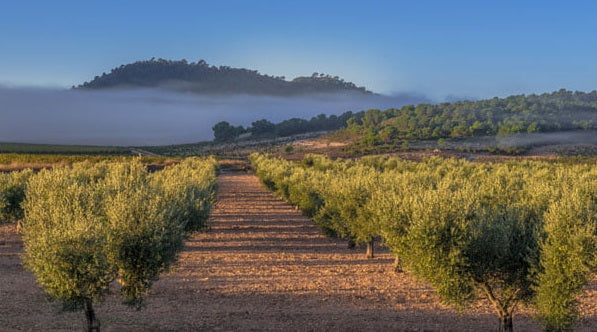 2019 Las Gravas, Casa Castillo : "World-class Monastrell" from one of Spain's underappreciated regions