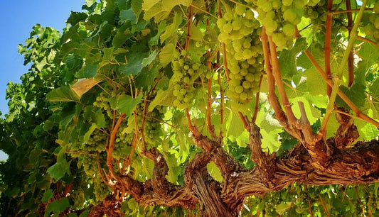NEW RELEASE: 2019 Reserve Chardonnay, DeMorgenzon - a tale of two tasting notes?