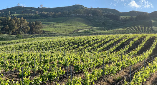 2018 Perricone, Feudo Montoni - An obscure, historic variety delivering great value from Sicily