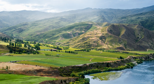 2019 Sauvignon Blanc, Te Koko, Cloudy Bay...look past the overfamiliarity of the name